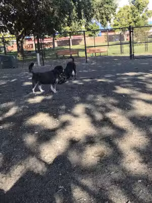 Lansburgh Dog Park - Washington,