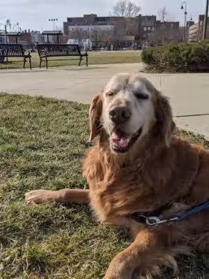 LeDroit Dog Park - Washington,
