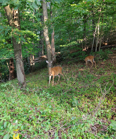 Oxon Run Parkway - Washington,