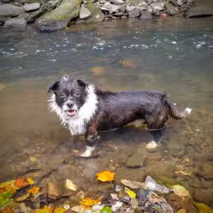Rock Creek Park - Washington,