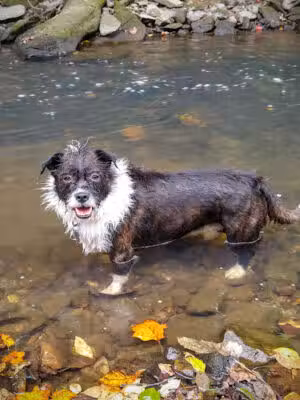 Rock Creek Park - Washington,