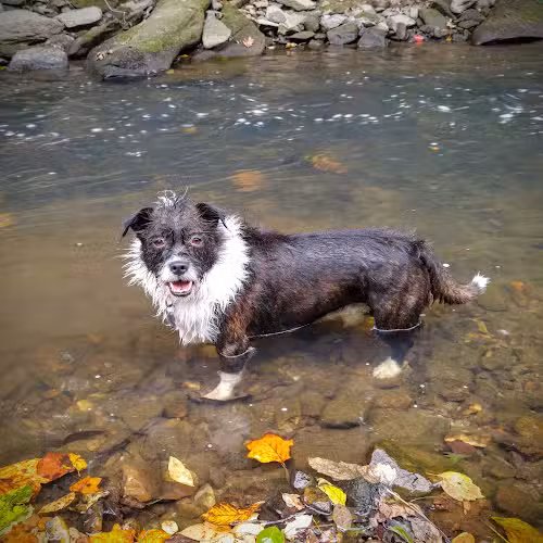 Rock Creek Park - Washington,