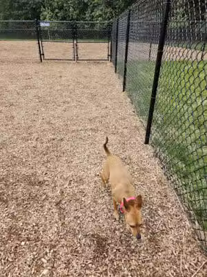 Texas Ave Dog Park - Washington,
