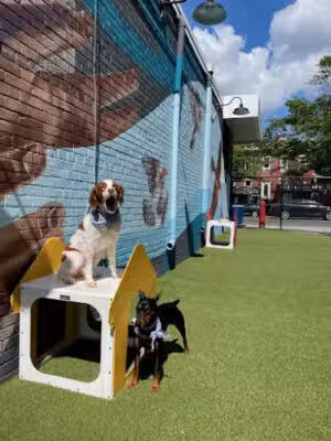 The Bark Park by District Dogs - Washington,