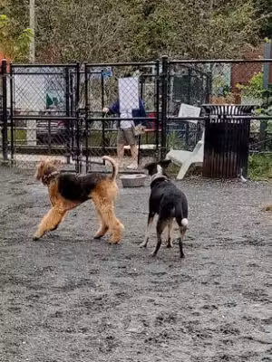 Upshur Dog Park - Washington,