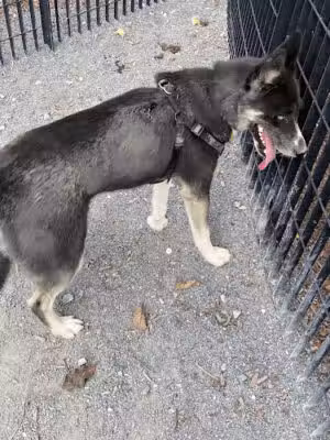 Yards Park Dog Park - Washington,