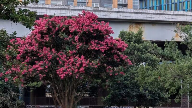 Garfield Park - Washington,