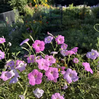 Kalorama Park - Washington,