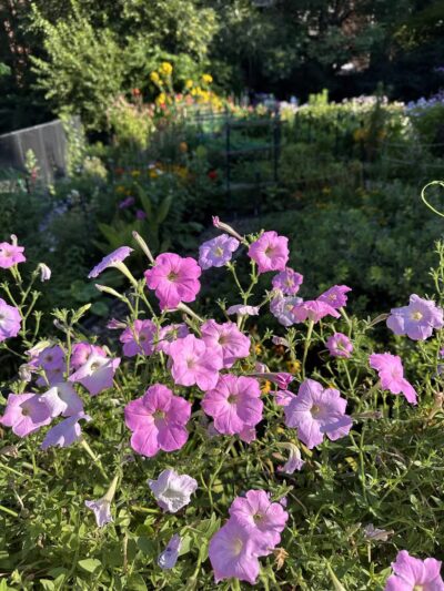 Kalorama Park - Washington,