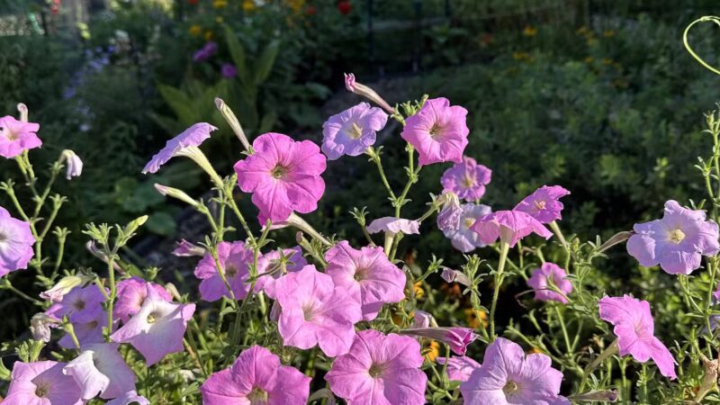 Kalorama Park - Washington,