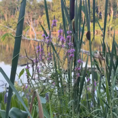 Kingman And Heritage Islands Park - Washington,