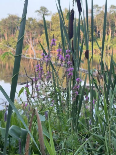 Kingman And Heritage Islands Park - Washington,