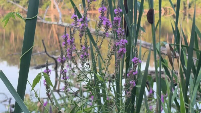 Kingman And Heritage Islands Park - Washington,