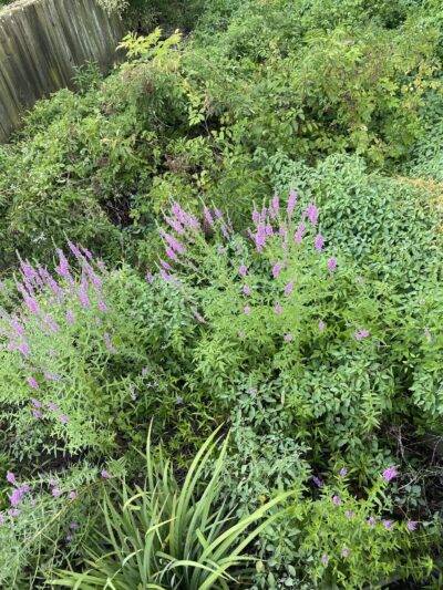 Kingman And Heritage Islands Park - Washington,