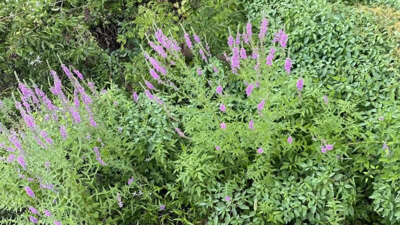 Kingman And Heritage Islands Park - Washington,