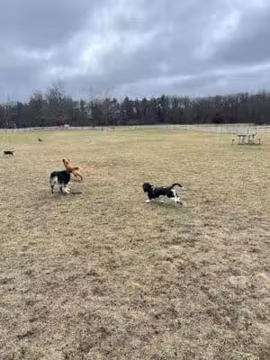 Stony Creek Dog Park - Washington, MI