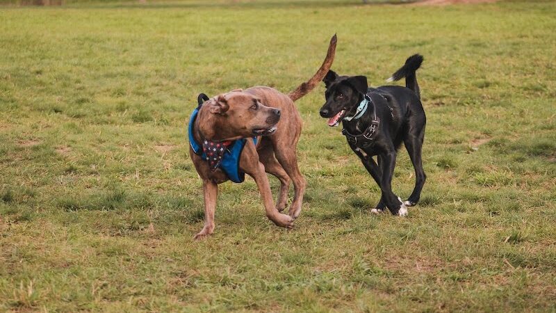 Stony Creek Dog Park - Washington, MI