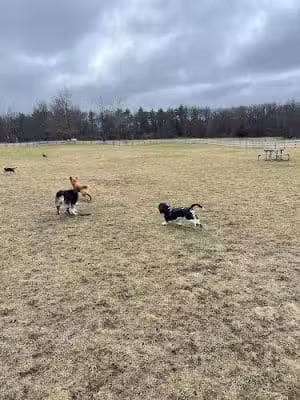 Stony Creek Dog Park - Washington, MI