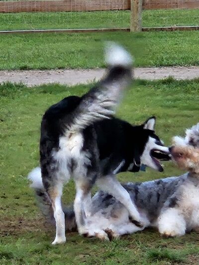 Stony Creek Dog Park - Washington, MI