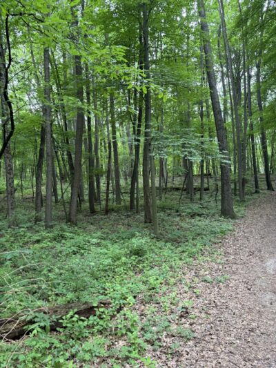 Stony Creek Dog Park - Washington, MI