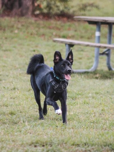 Stony Creek Dog Park - Washington, MI