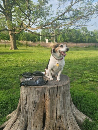 Southpoint Dog Park - Washington, MO