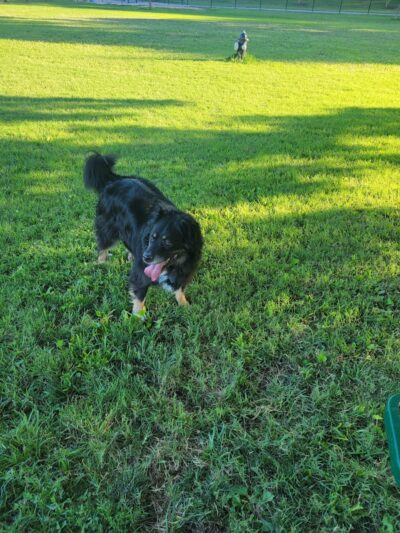 Southpoint Dog Park - Washington, MO