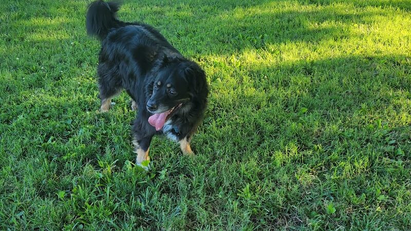 Southpoint Dog Park - Washington, MO