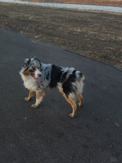 Southpoint Dog Park - Washington, MO