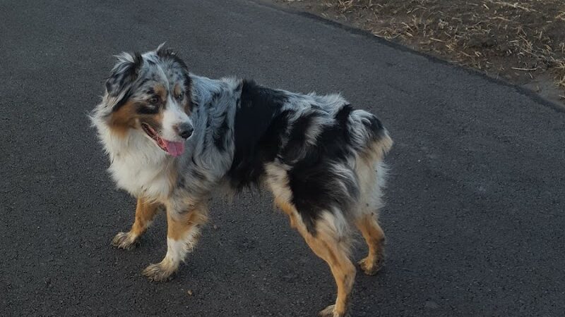 Southpoint Dog Park - Washington, MO