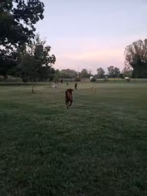 Southpoint Dog Park - Washington, MO