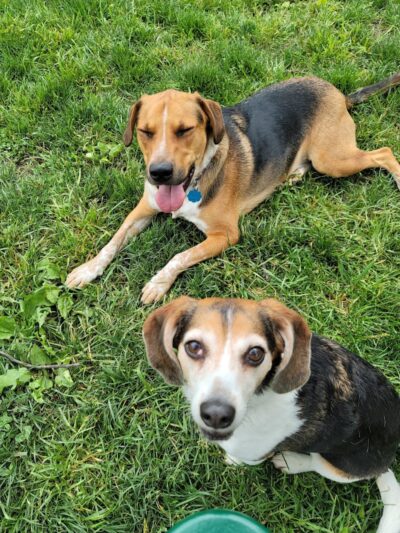 Southpoint Dog Park - Washington, MO