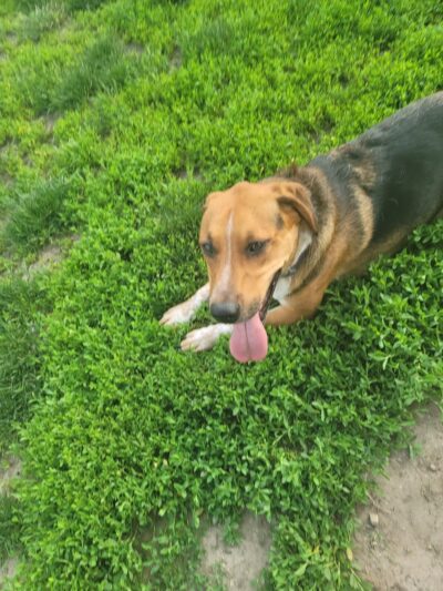 Southpoint Dog Park - Washington, MO