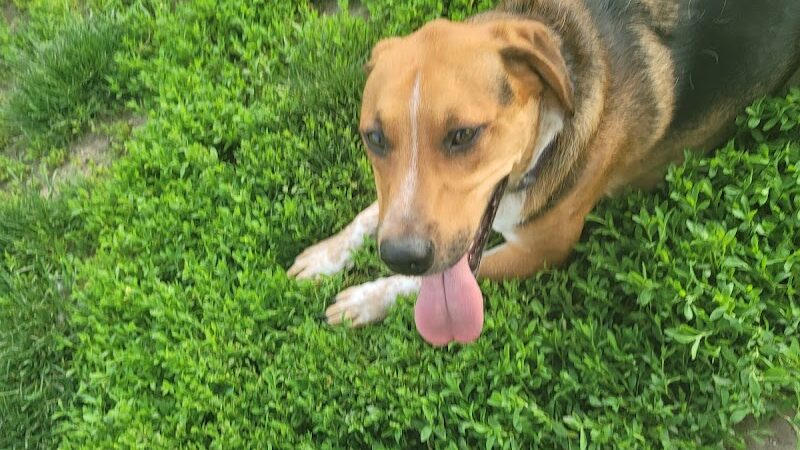 Southpoint Dog Park - Washington, MO