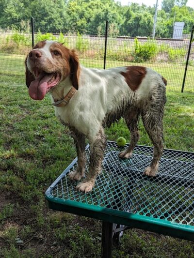 Southpoint Dog Park - Washington, MO