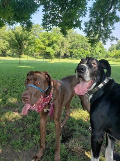 Southpoint Dog Park - Washington, MO