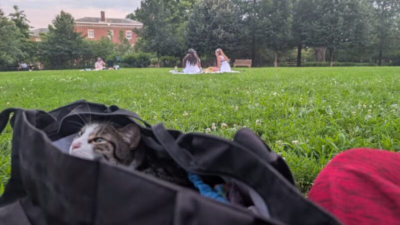 Mitchell Park - Washington,