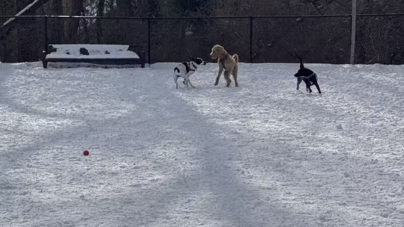 Newark Street Dog Park - Washington,