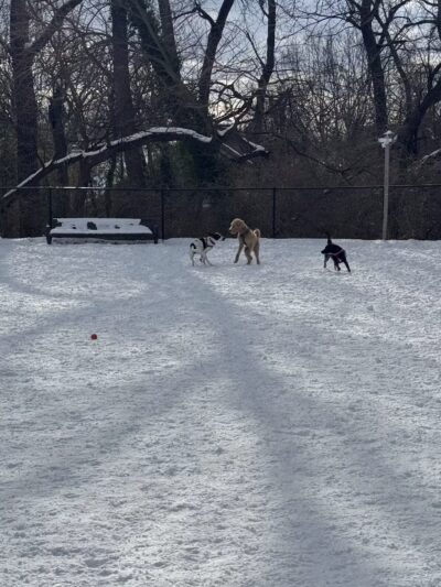 Newark Street Dog Park - Washington,
