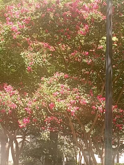 Rabaut Park - Washington,