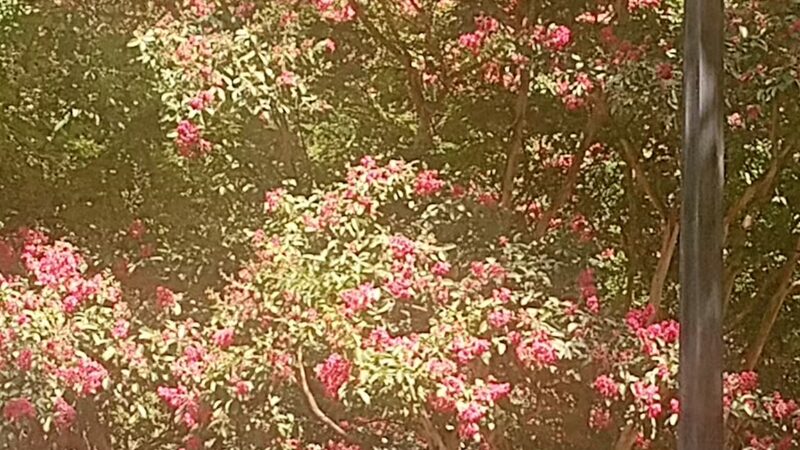 Rabaut Park - Washington,