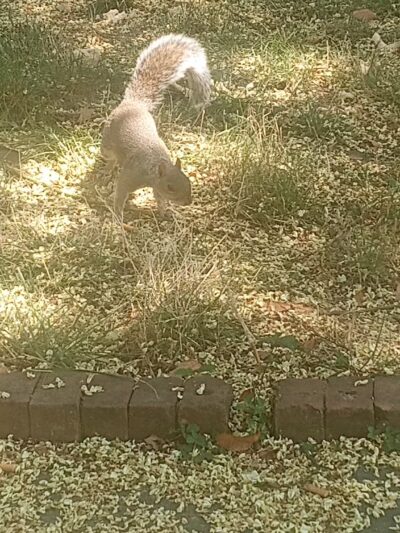 Rabaut Park - Washington,