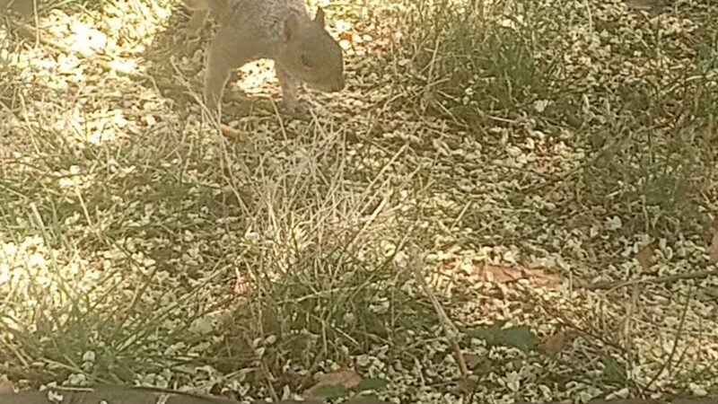 Rabaut Park - Washington,