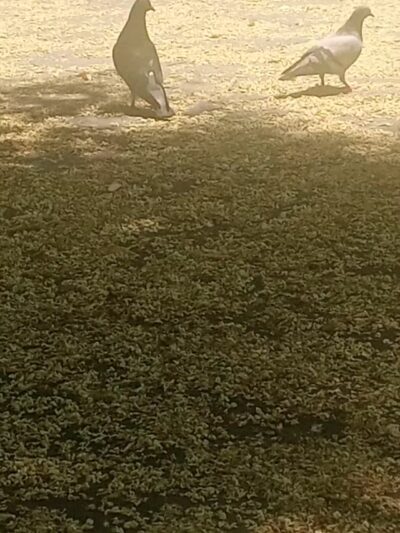 Rabaut Park - Washington,