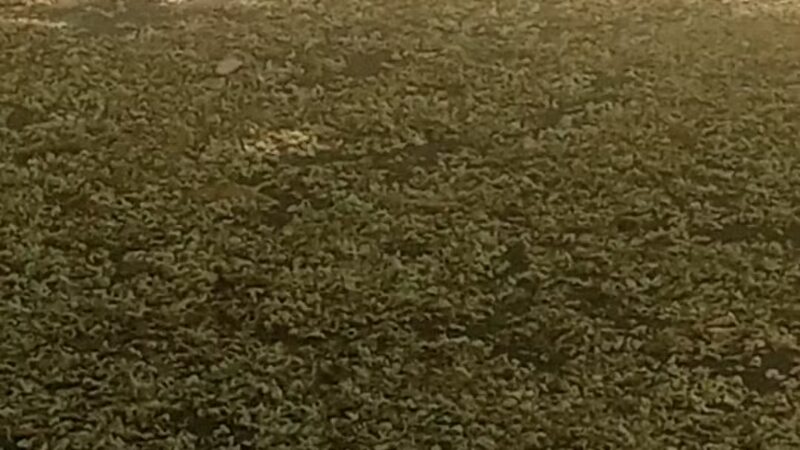 Rabaut Park - Washington,