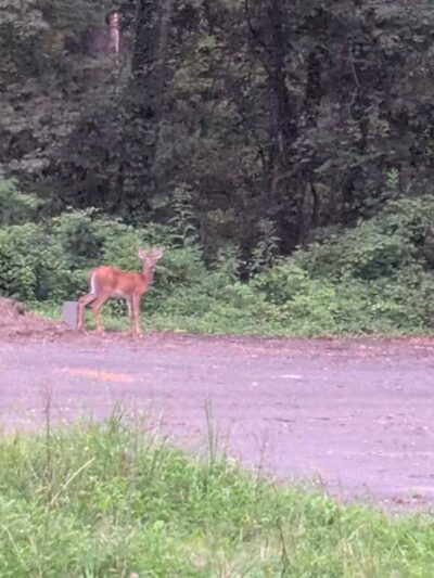 Rock Creek Park - Washington,