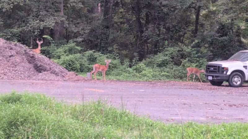 Rock Creek Park - Washington,