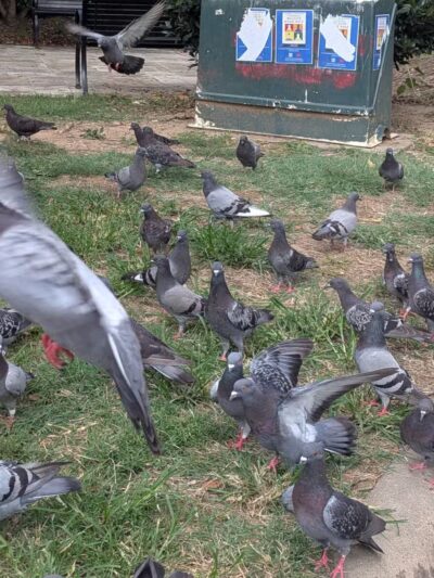 S Street Park - Washington,