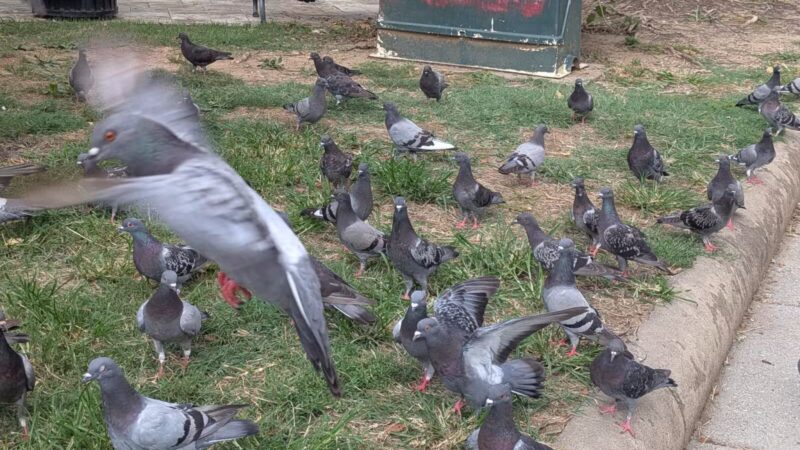 S Street Park - Washington,