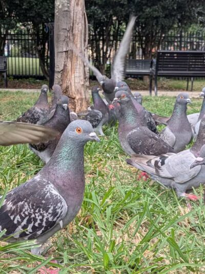 S Street Park - Washington,